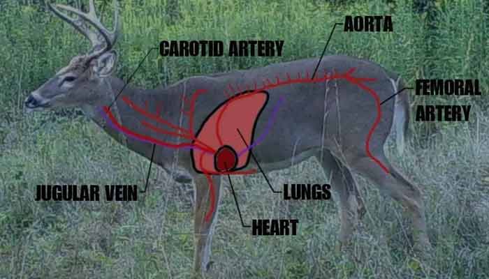 Deer hunting tips